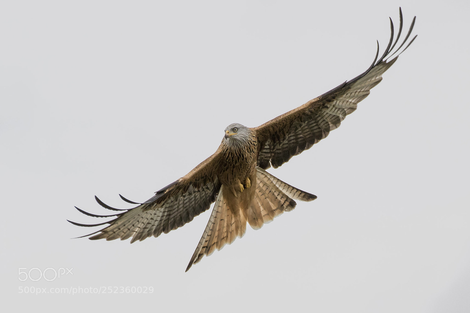 Canon EOS 7D Mark II sample photo. Red kite photography
