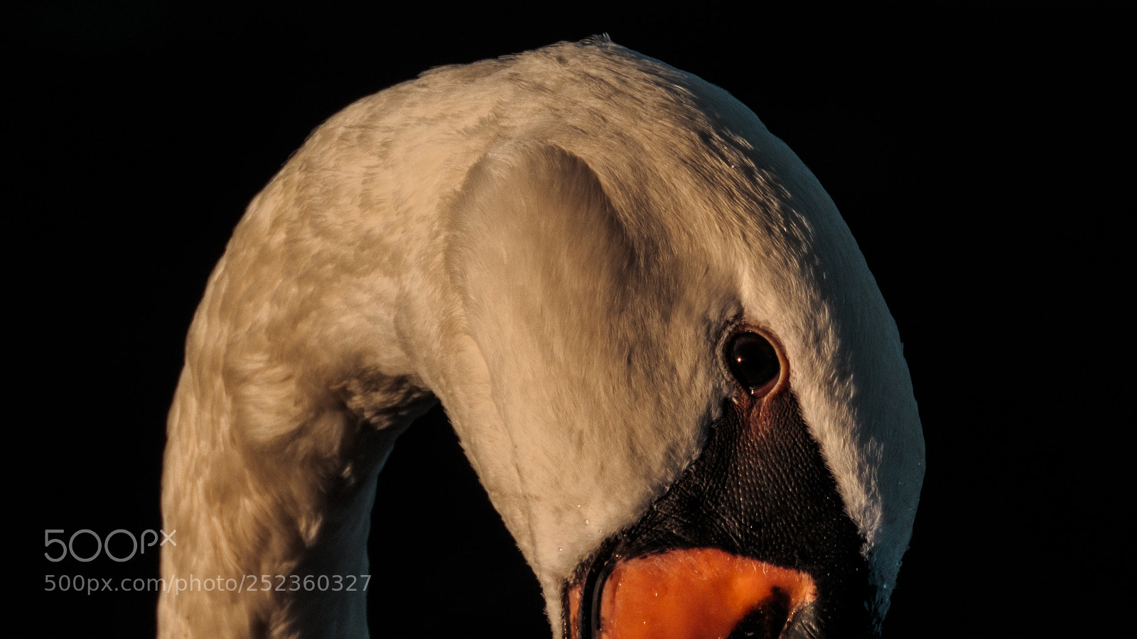 Canon PowerShot SX60 HS sample photo. Grace photography