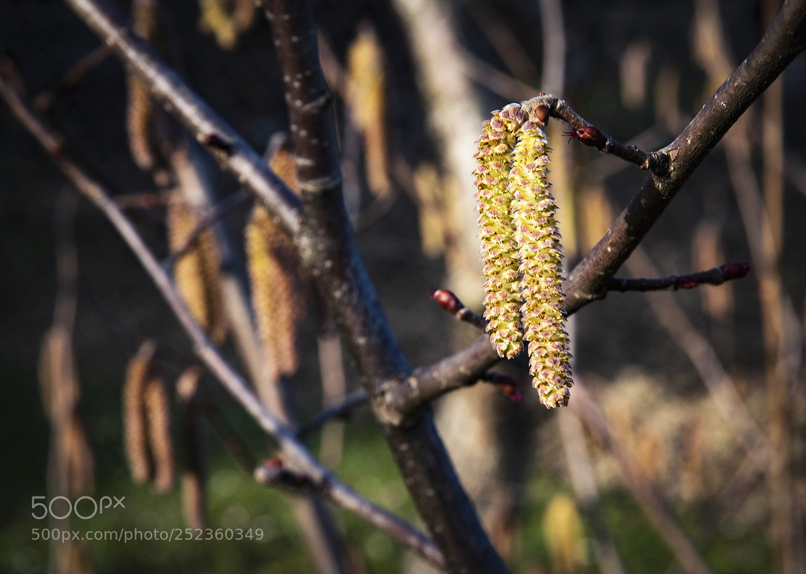 Nikon D5500 sample photo. Detail on a hazel photography