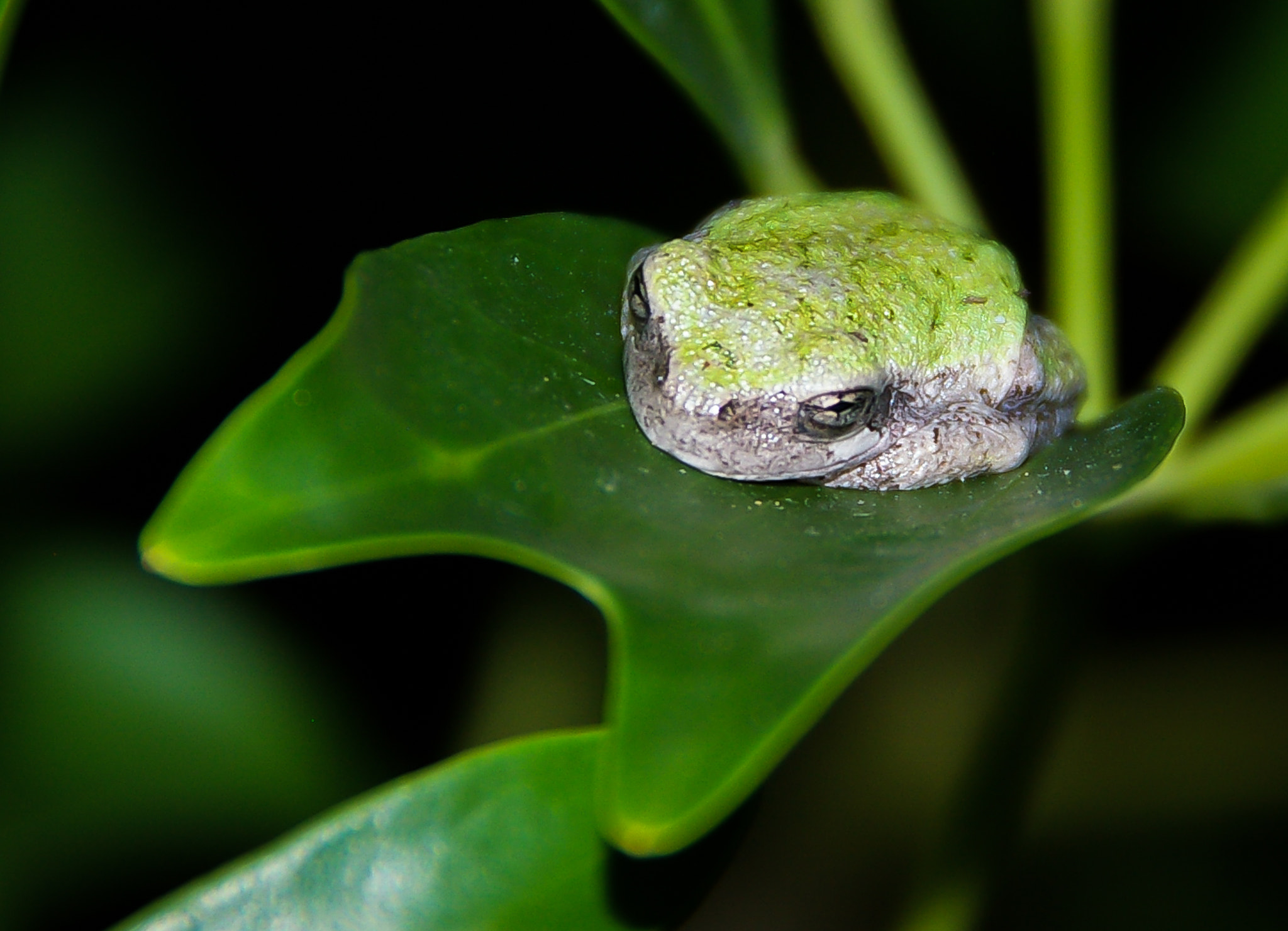 Pentax K100D sample photo. Tree frog photography