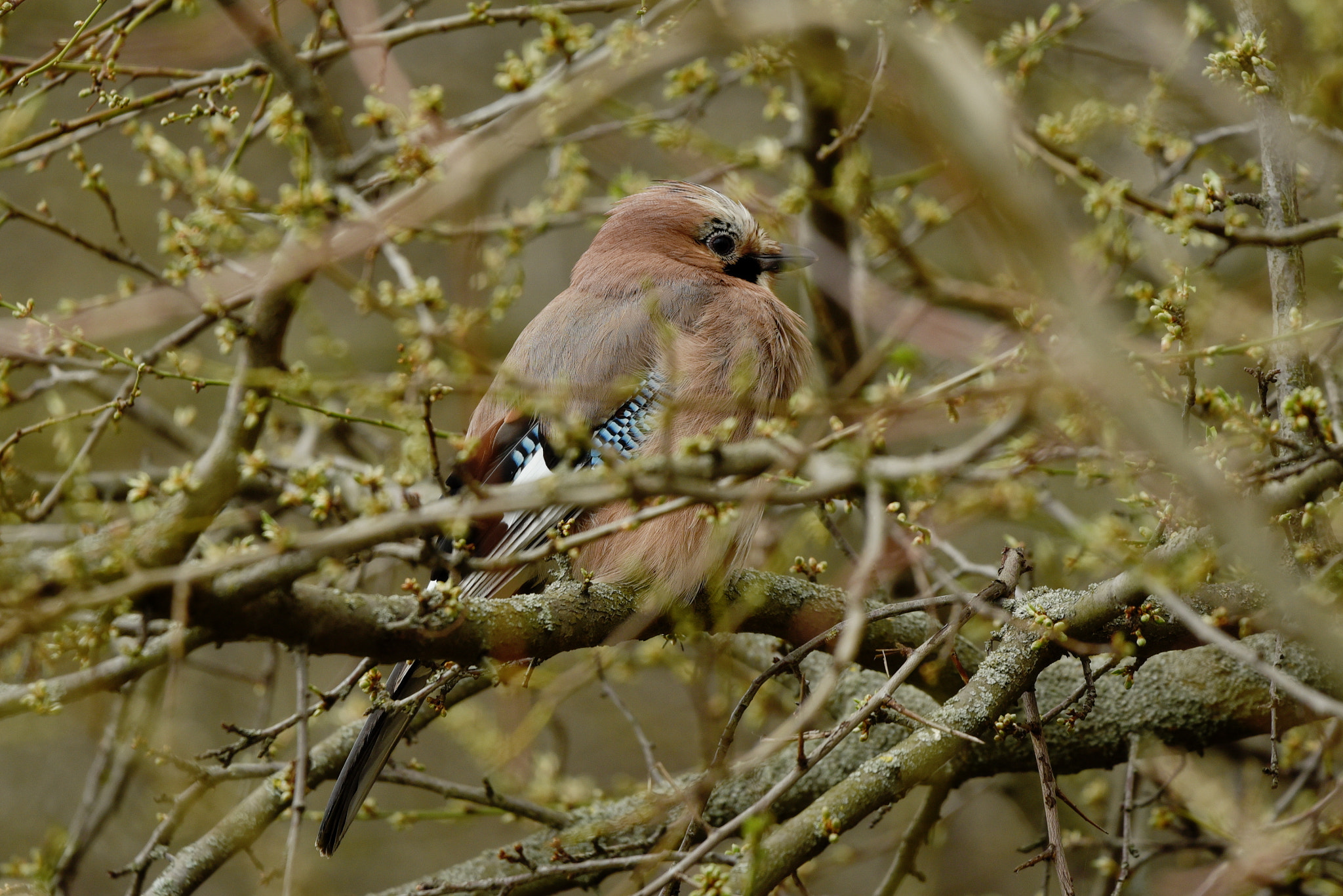 Sigma 150-600mm F5-6.3 DG OS HSM | C sample photo. Eurasian jay (garrulus glandarius) photography