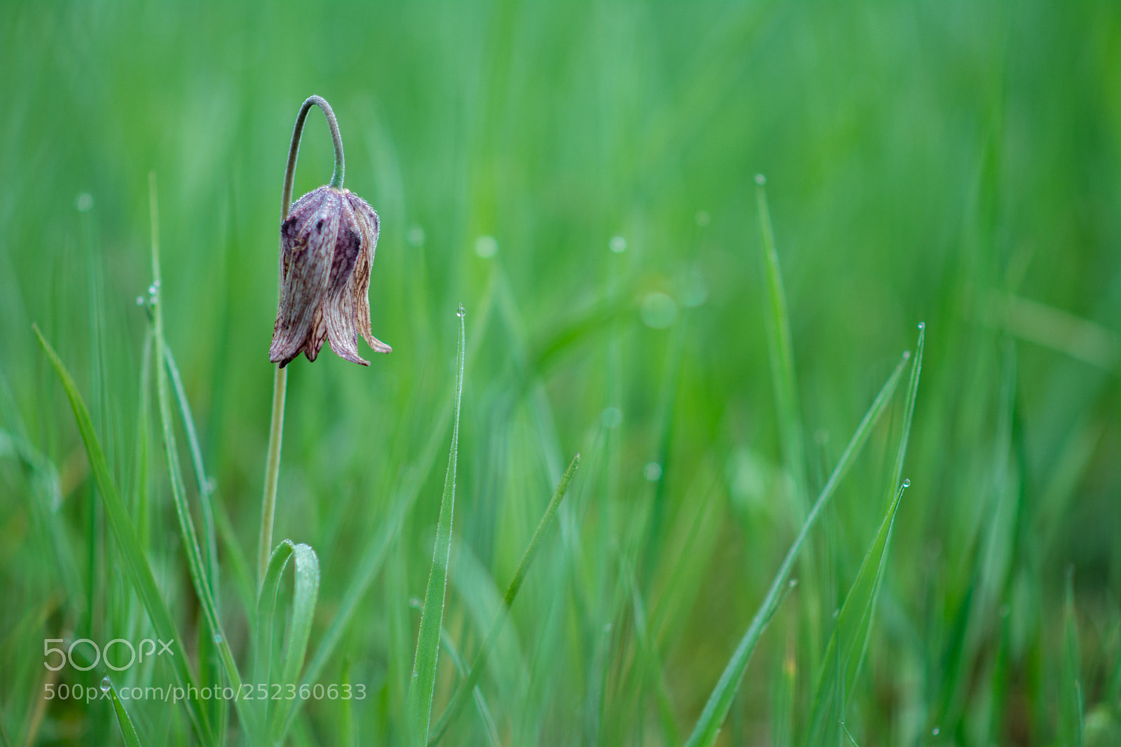 Nikon D7100 sample photo. Fritillaire solitaire photography