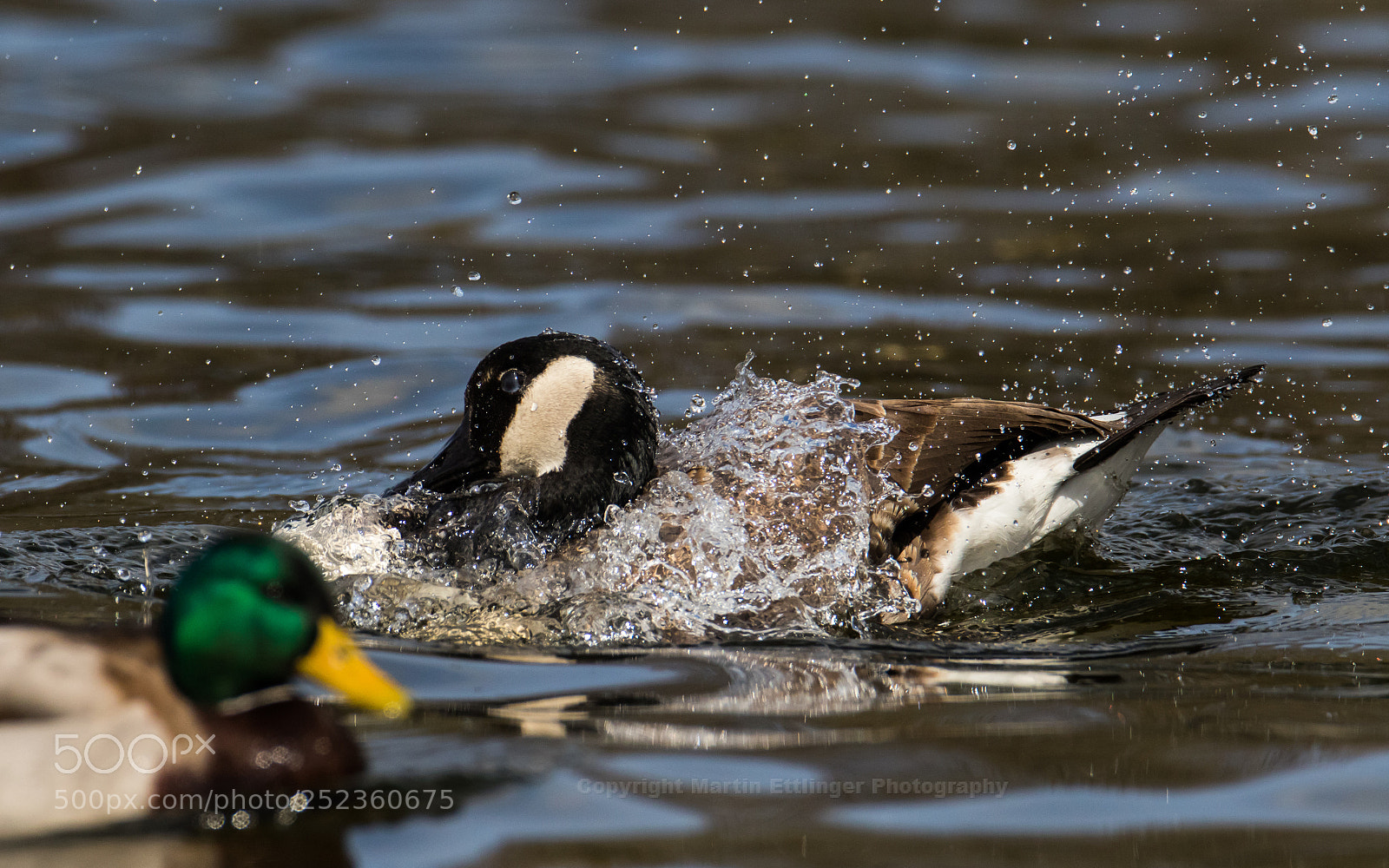 Canon EOS 7D Mark II sample photo. Canada goose (branta canadensis ) 03042018 photography