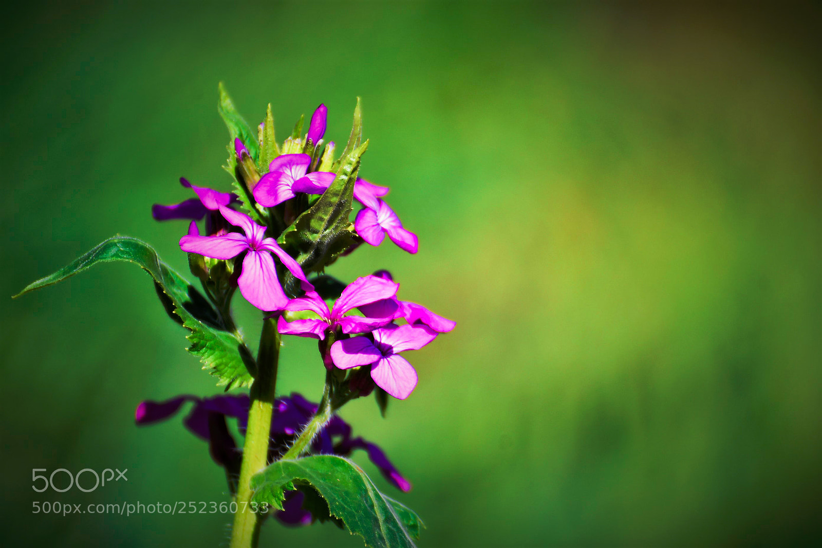 Nikon D500 sample photo. Fleur photography