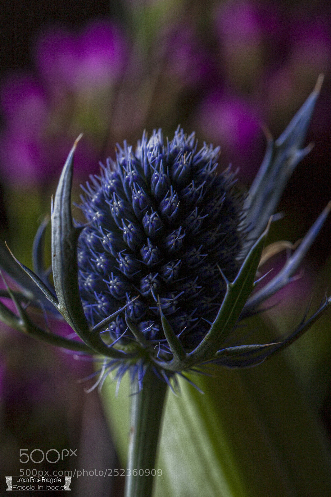Canon EOS 5D Mark II sample photo. Thistle in beautiful light photography