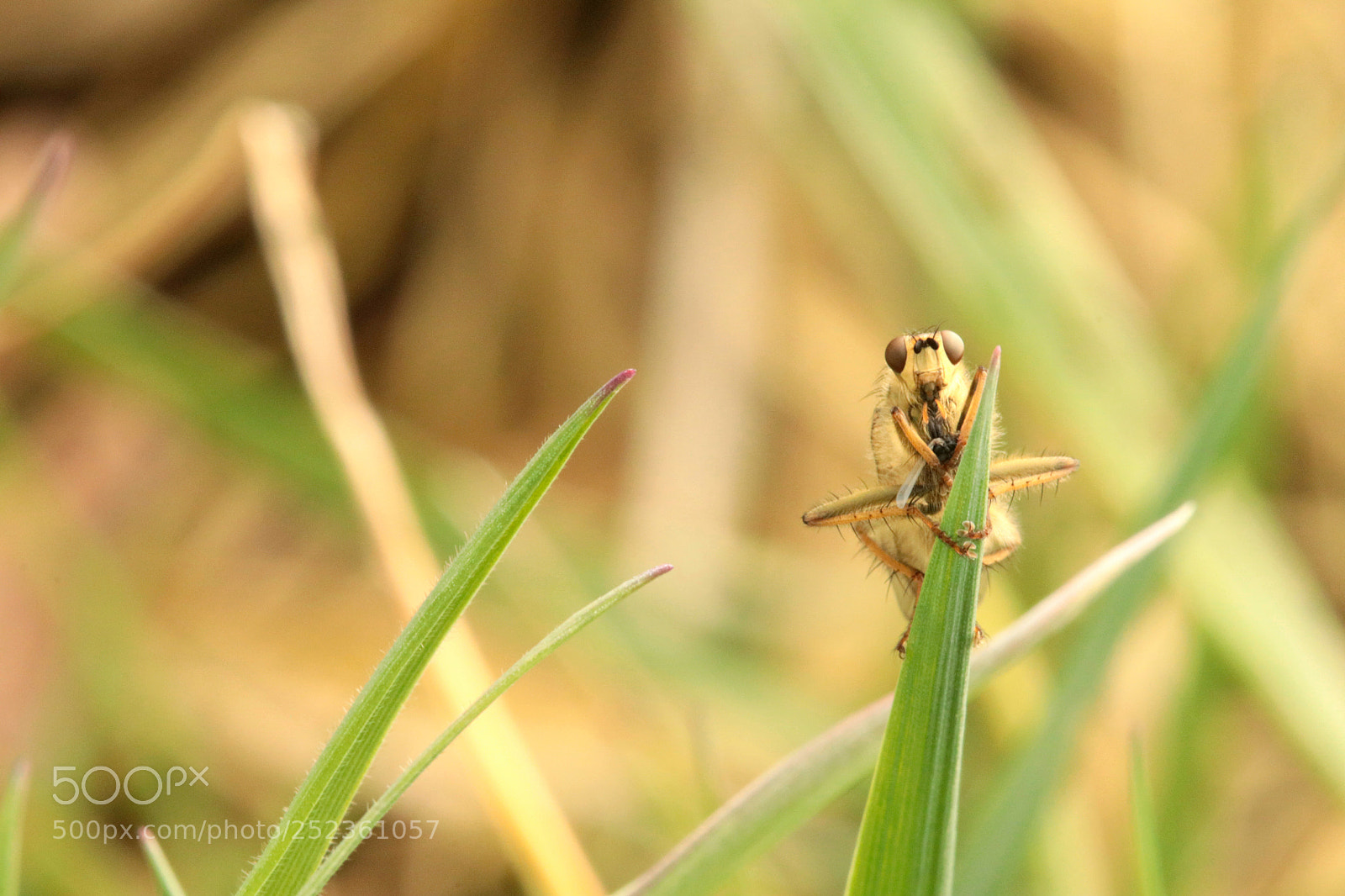 Canon EOS 80D sample photo. Macroaufnahmen einer fliege photography