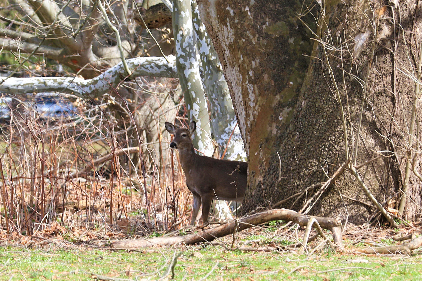 Canon EOS 7D Mark II sample photo. Come out and play photography