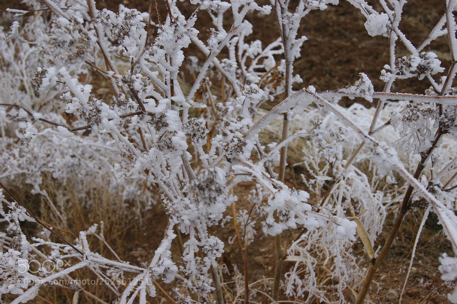 Sony Alpha DSLR-A290 sample photo. Cold winter photography