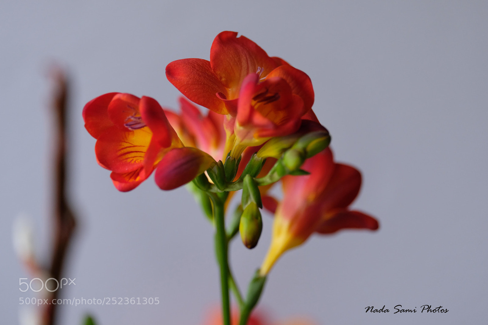 Fujifilm X-T2 sample photo. But freesia  photography