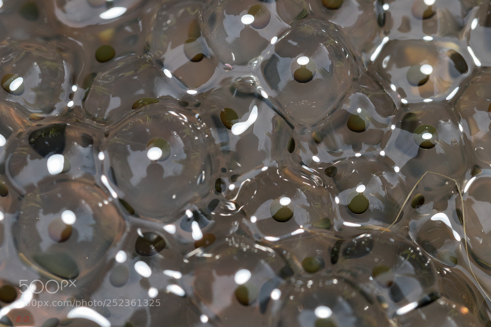 Canon EOS 80D sample photo. Eggs photography