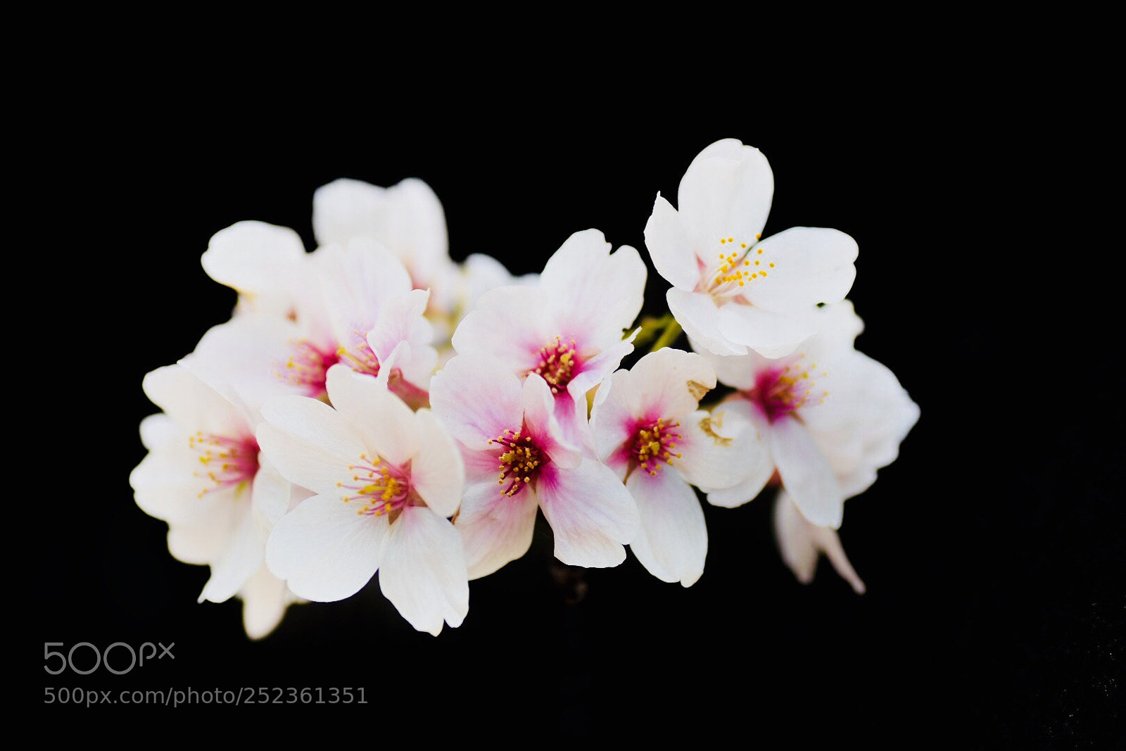 Nikon D7200 sample photo. Changes in cherry blossoms photography