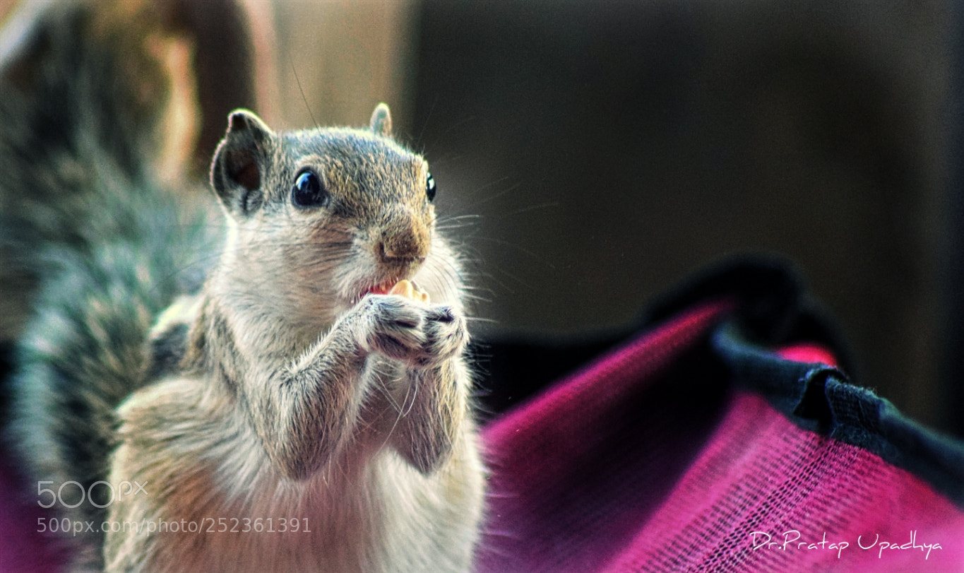 Nikon D5300 sample photo. Hungry photography