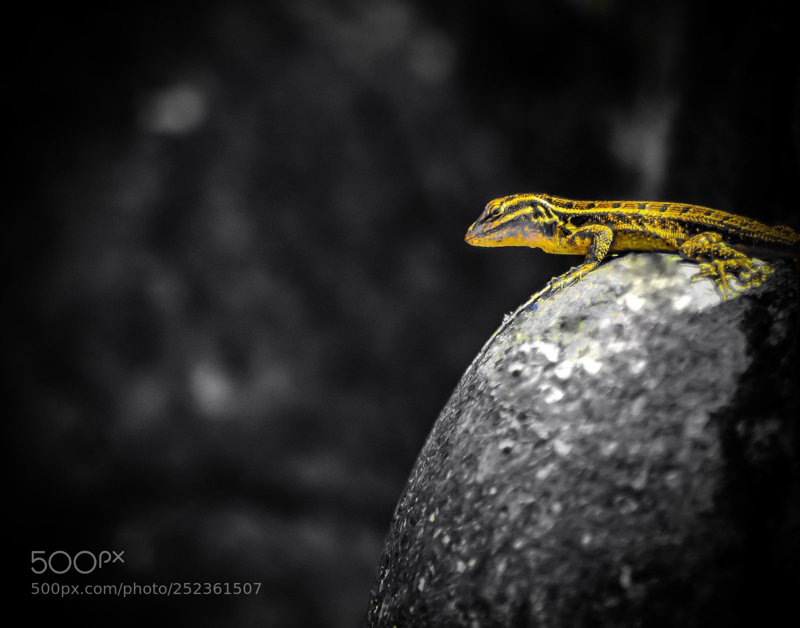 Nikon D3200 sample photo. Salamanquesa  photography