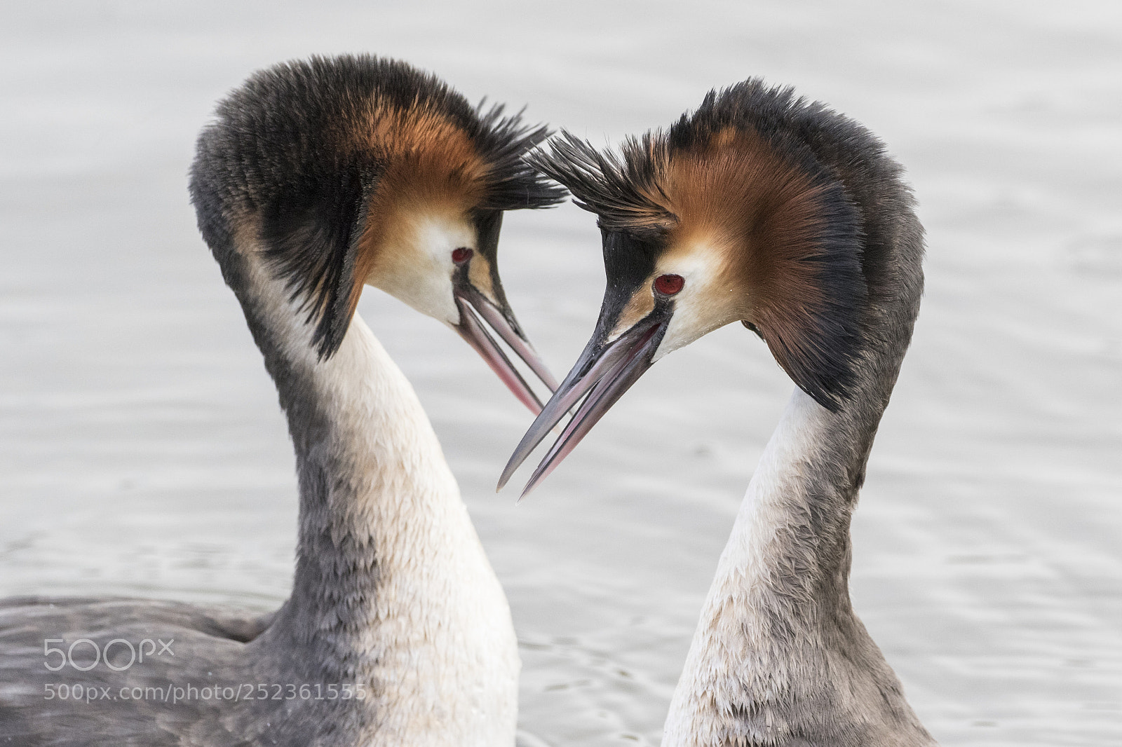 Canon EOS 7D Mark II sample photo. Courtship display photography