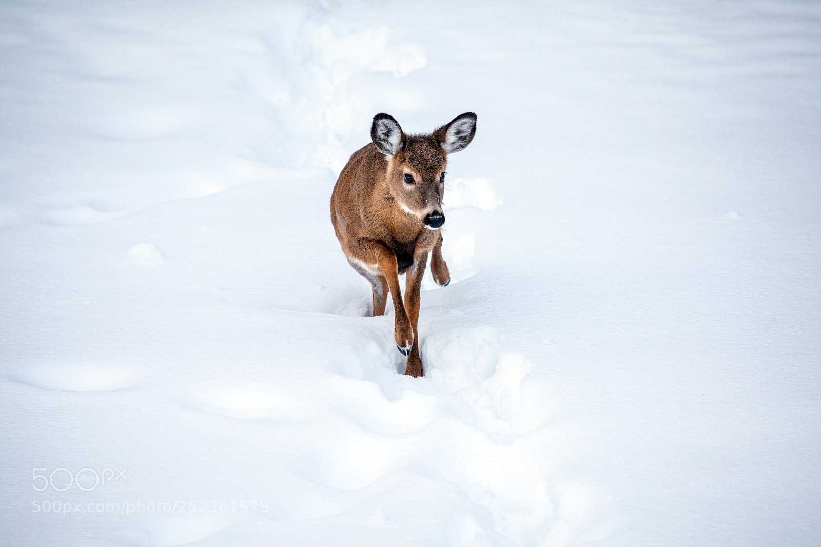Canon EOS 5D Mark II sample photo. Little one photography