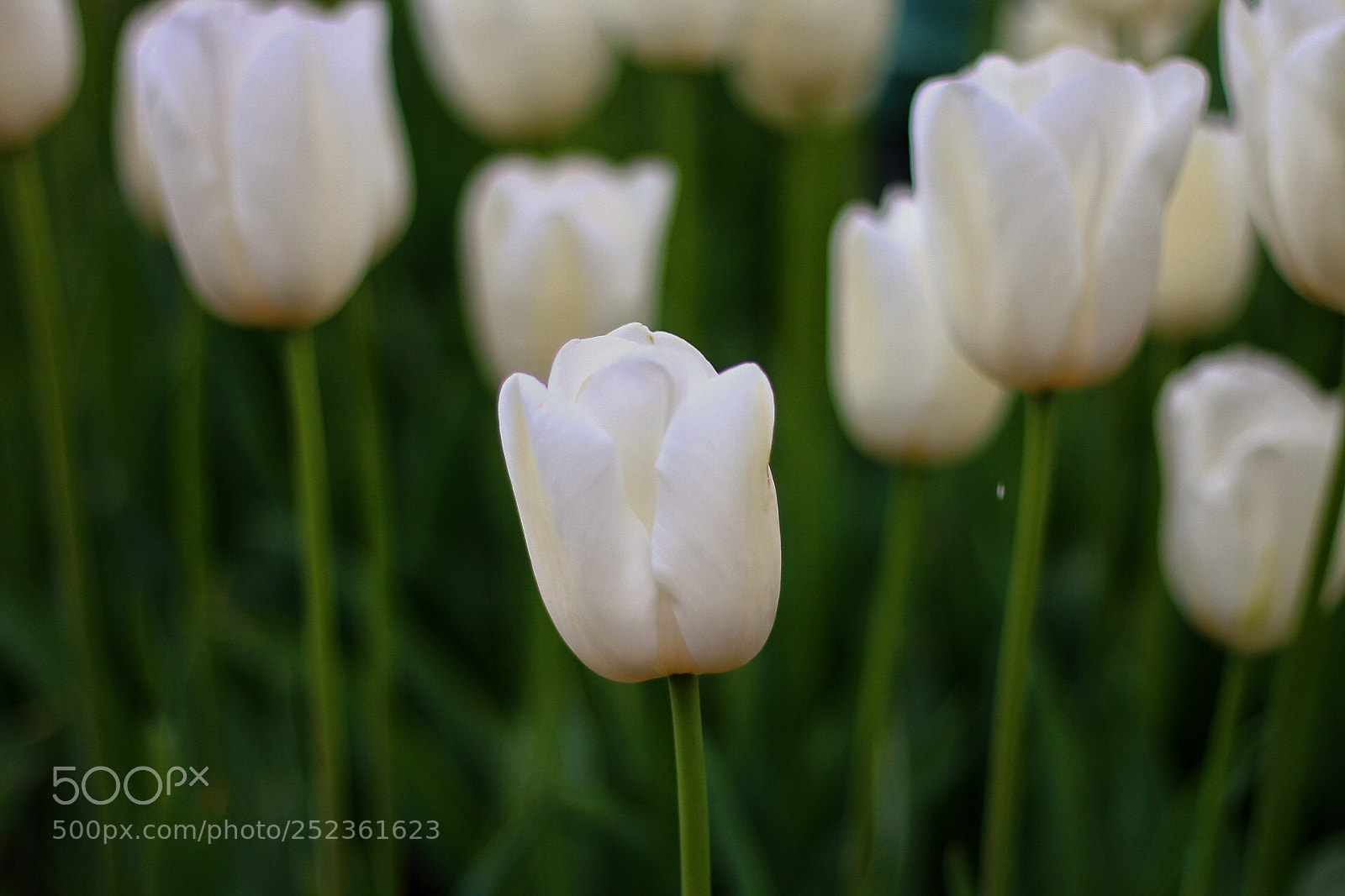 Canon EOS 70D sample photo. White tulip photography