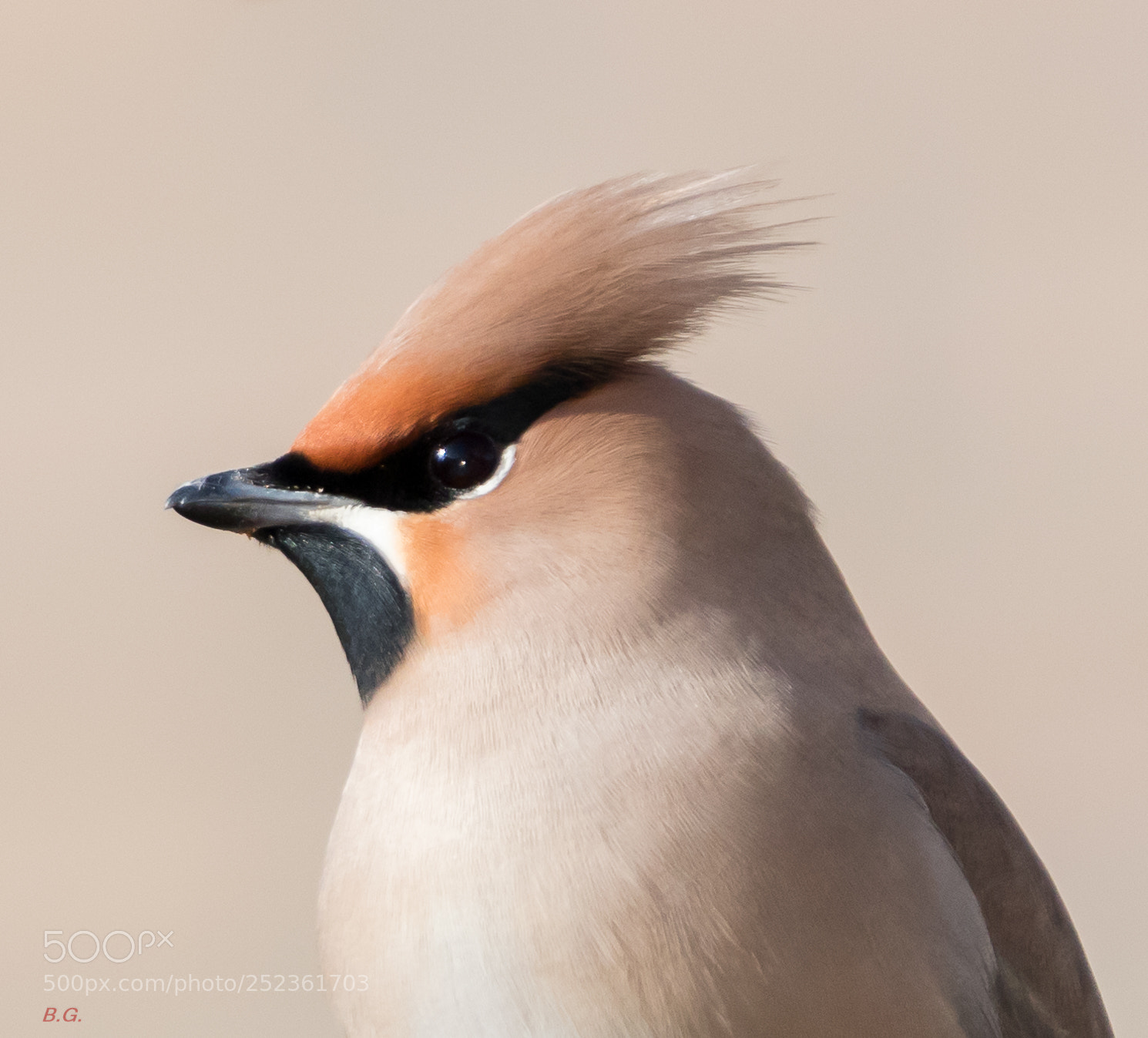 Canon EOS 80D sample photo. Pestvogel portret photography