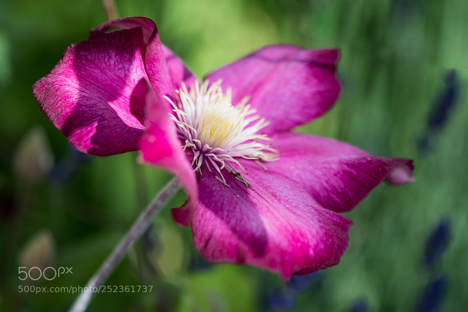 Nikon D500 sample photo. Summer bloom photography