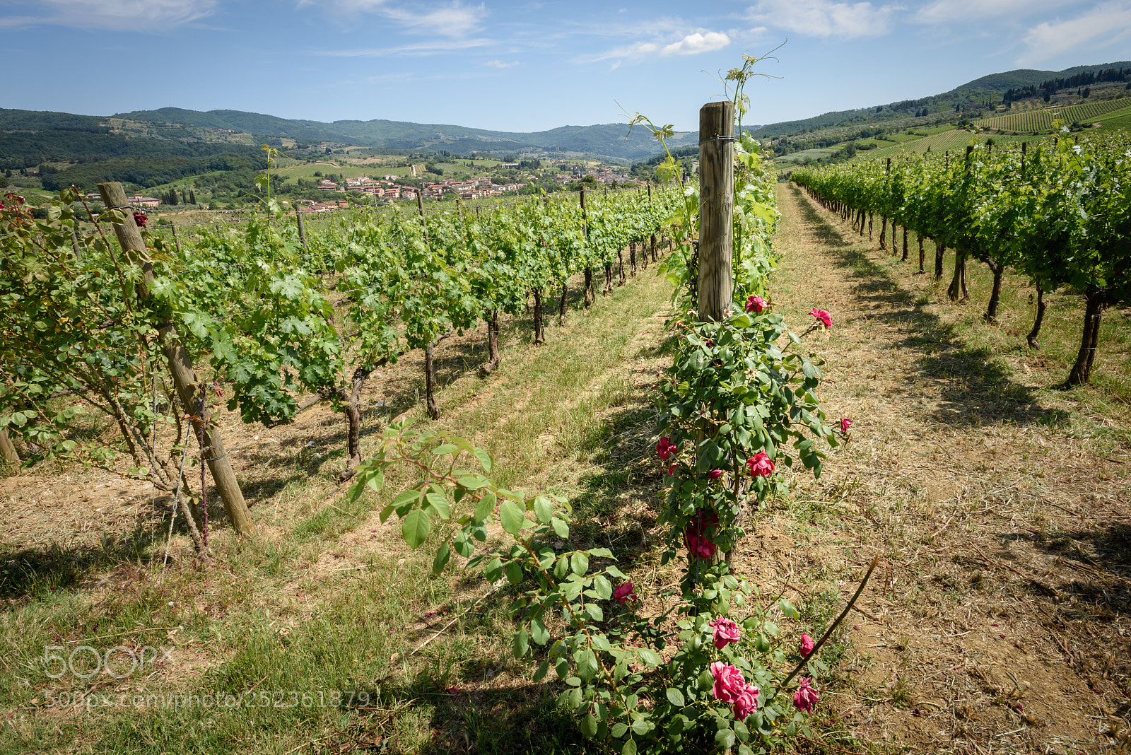 Nikon D810 sample photo. Vineyards of chianti photography