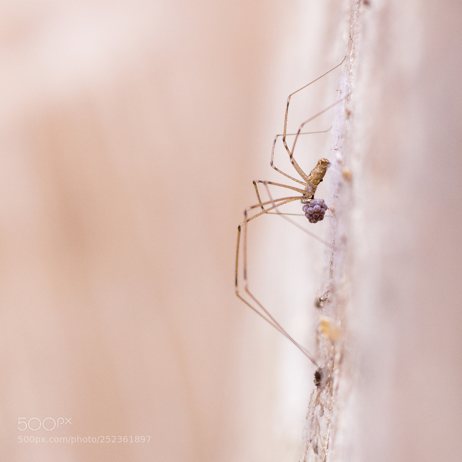Canon EOS 700D (EOS Rebel T5i / EOS Kiss X7i) sample photo. Spider carrying its eggs photography
