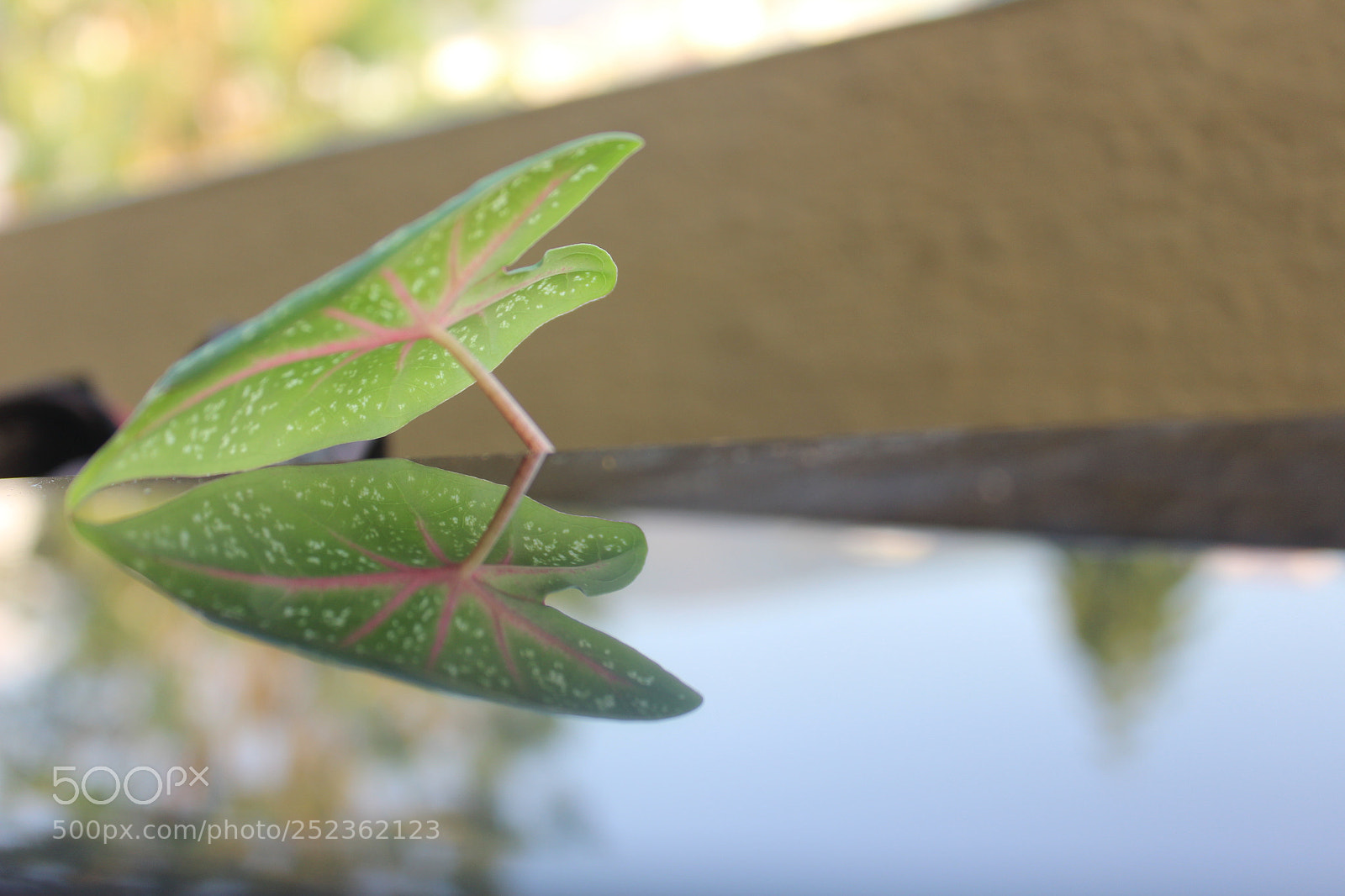 Canon EOS 600D (Rebel EOS T3i / EOS Kiss X5) sample photo. Green leaf mirror image photography