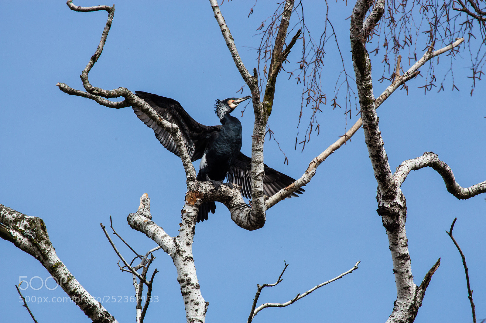 Canon EOS 700D (EOS Rebel T5i / EOS Kiss X7i) sample photo. Cormorant king photography