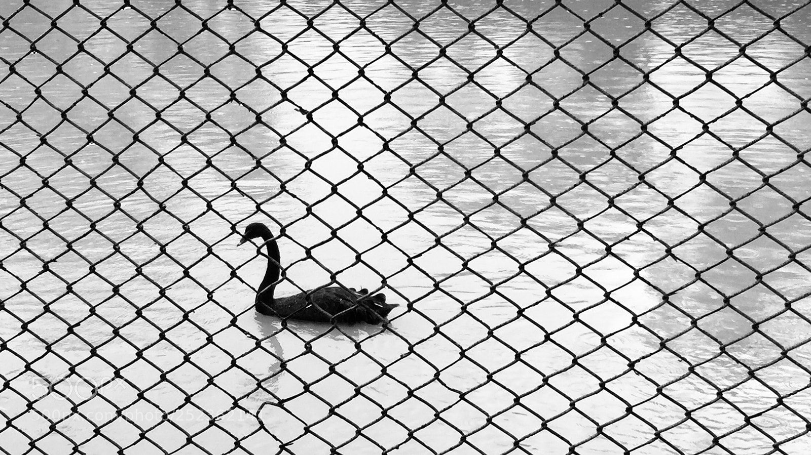 Apple iPhone 6 sample photo. Caged photography