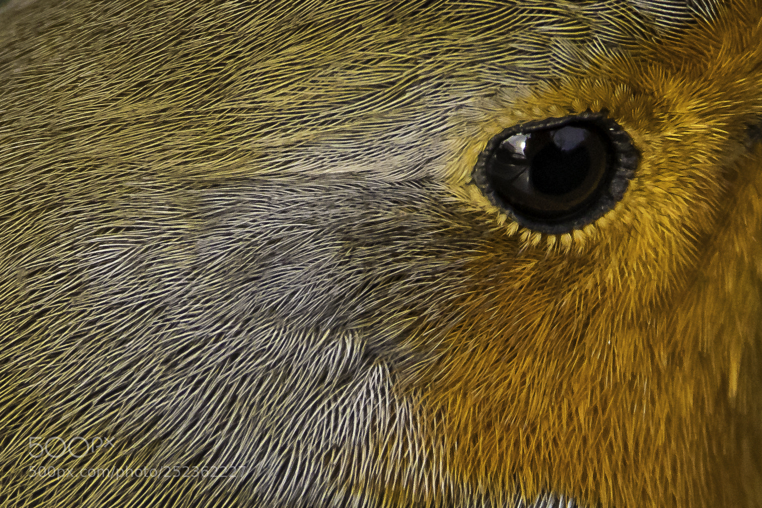 Canon EOS 77D (EOS 9000D / EOS 770D) sample photo. Eye of the robin photography