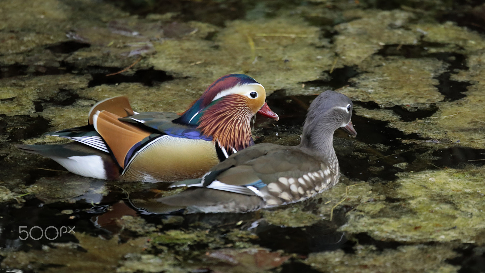 Canon EOS 5D Mark IV + Canon EF 100-400mm F4.5-5.6L IS USM sample photo. Canard mandarin photography