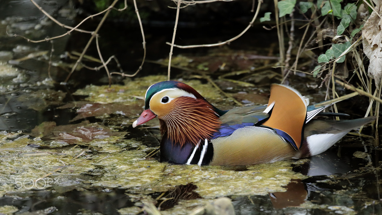 Canon EF 100-400mm F4.5-5.6L IS USM sample photo. Canard mandarin photography