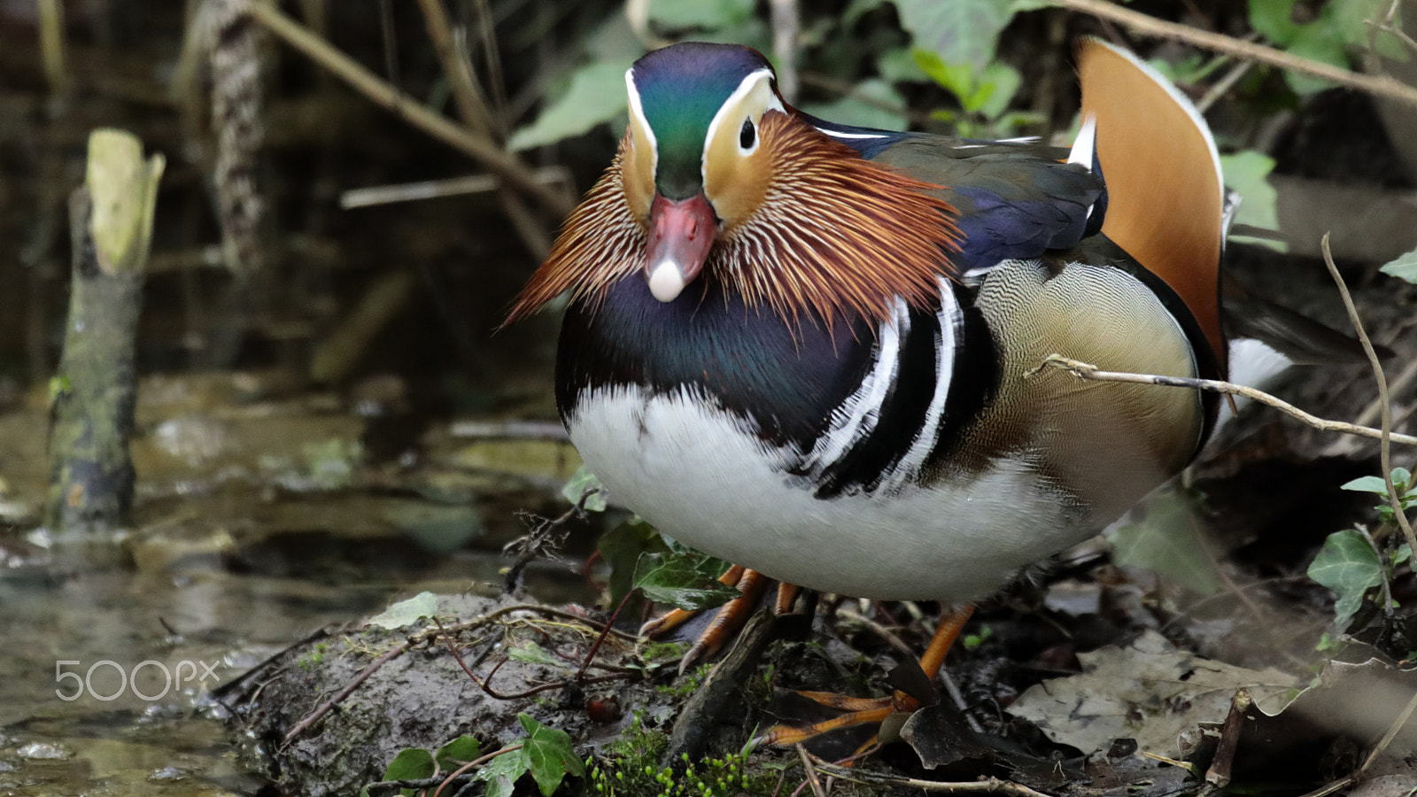 Canon EF 100-400mm F4.5-5.6L IS USM sample photo. Canard mandarin photography