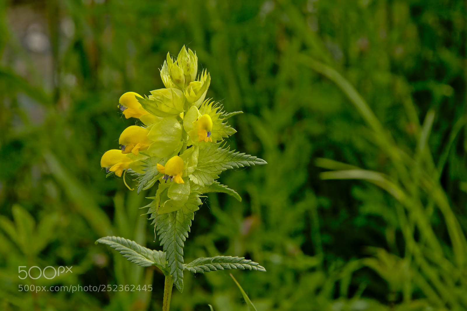 Nikon D5200 sample photo. Yellow flowers of a photography