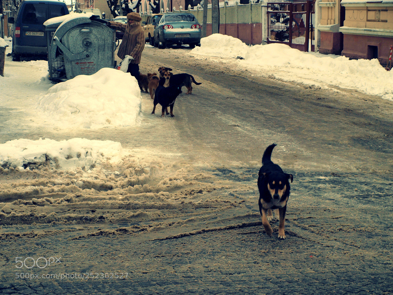 Olympus E-420 (EVOLT E-420) sample photo. Dogs photography