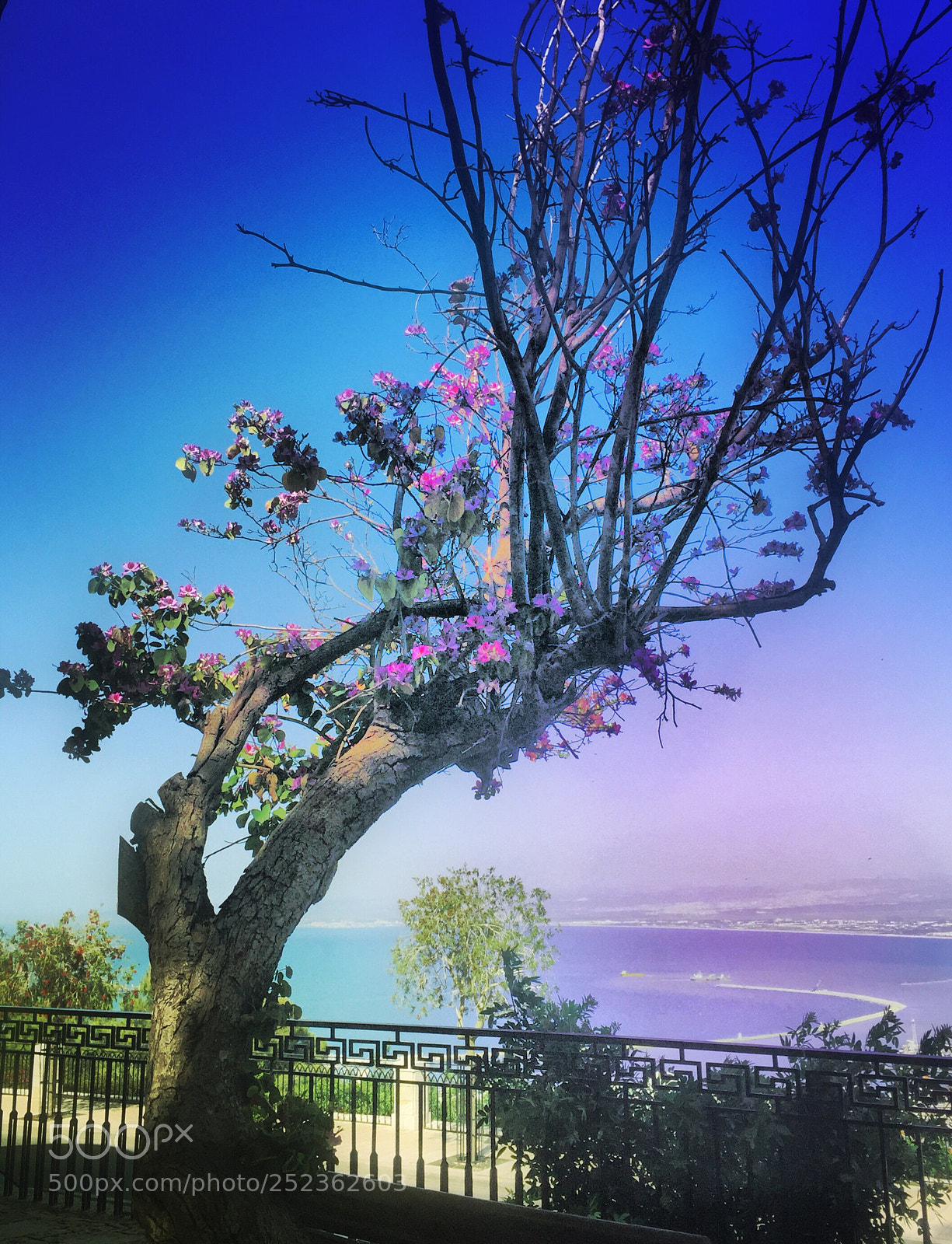 Apple iPhone 6 sample photo. Yefe nof  photography