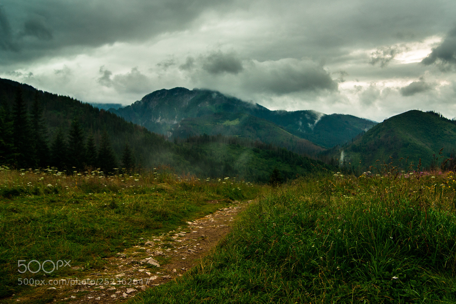 Sony Alpha DSLR-A390 sample photo. Szlak photography