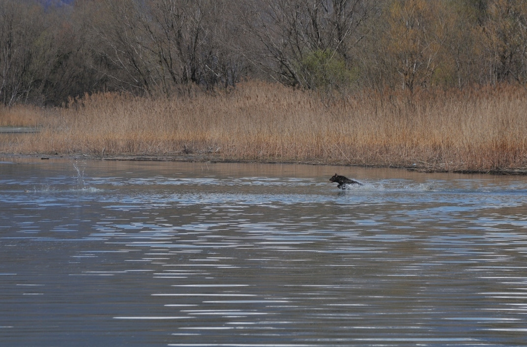 Nikon D300 sample photo. Dog in the like photography