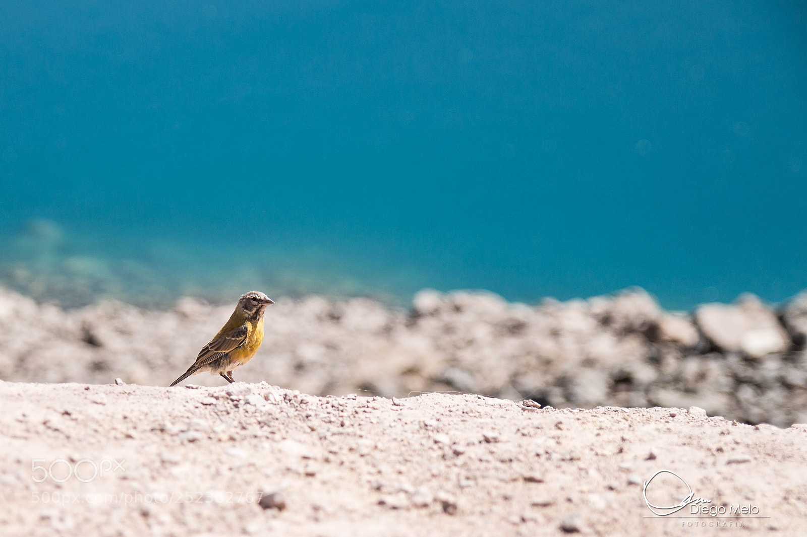 Canon EOS 700D (EOS Rebel T5i / EOS Kiss X7i) sample photo. Bird at embalse el photography