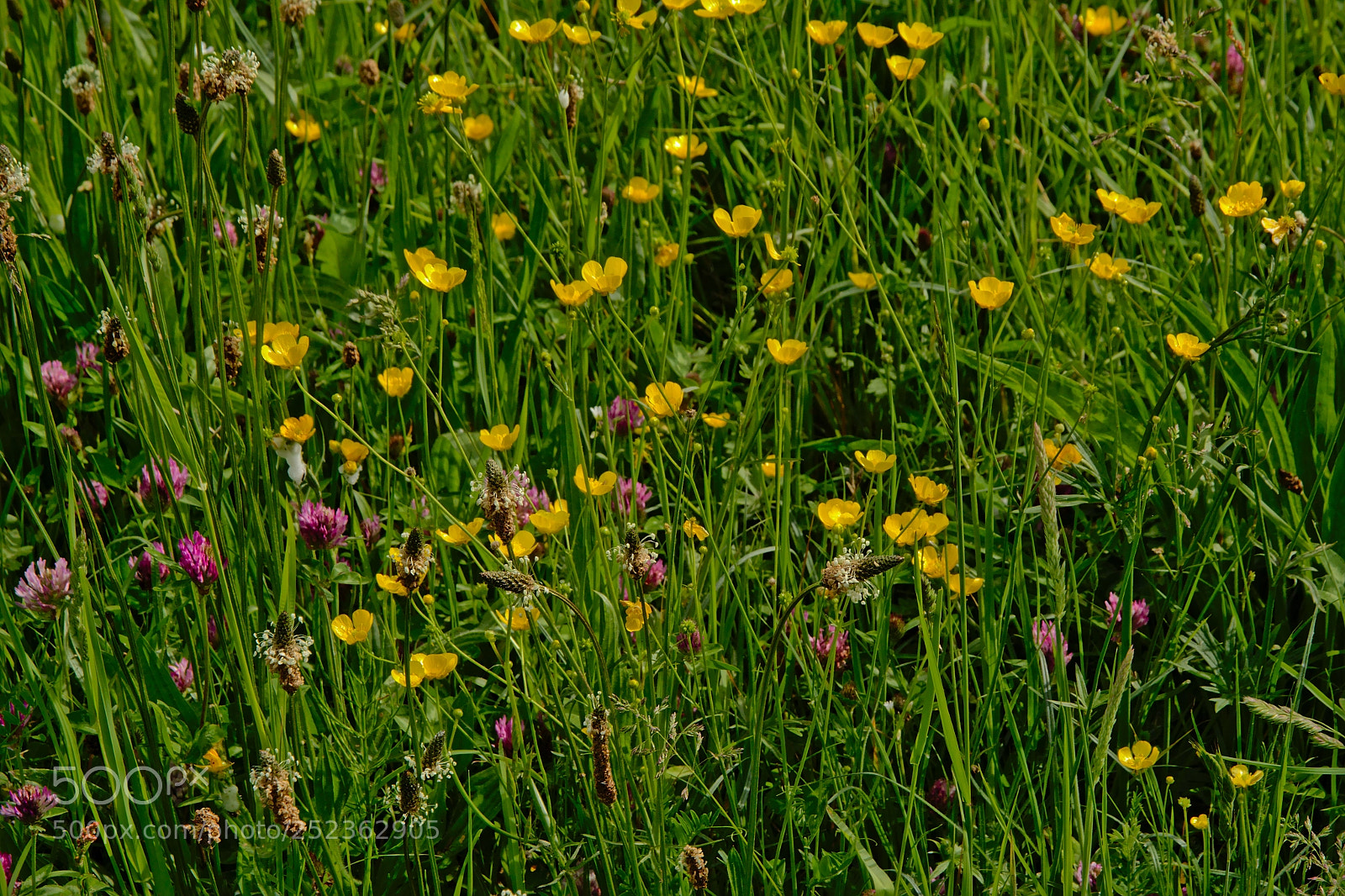 Nikon D5200 sample photo. Many wildflowers in a photography