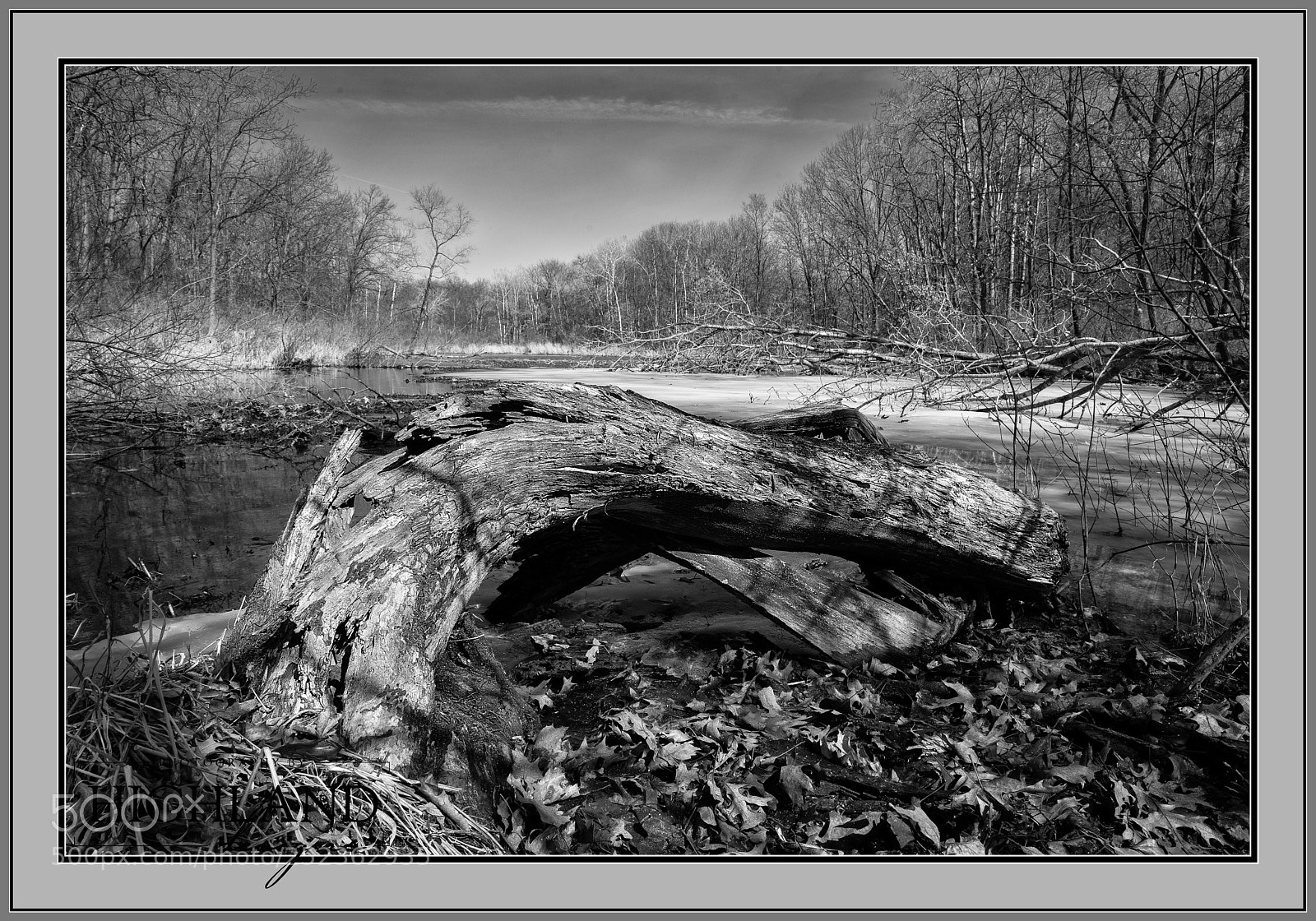 Sony a7 II sample photo. Swisted log at the photography