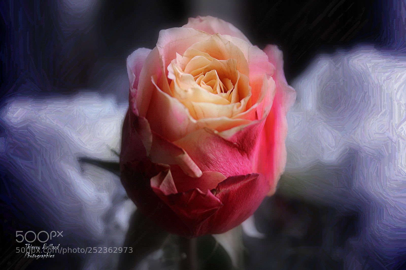 Canon EOS 600D (Rebel EOS T3i / EOS Kiss X5) sample photo. Rose solitaire photography