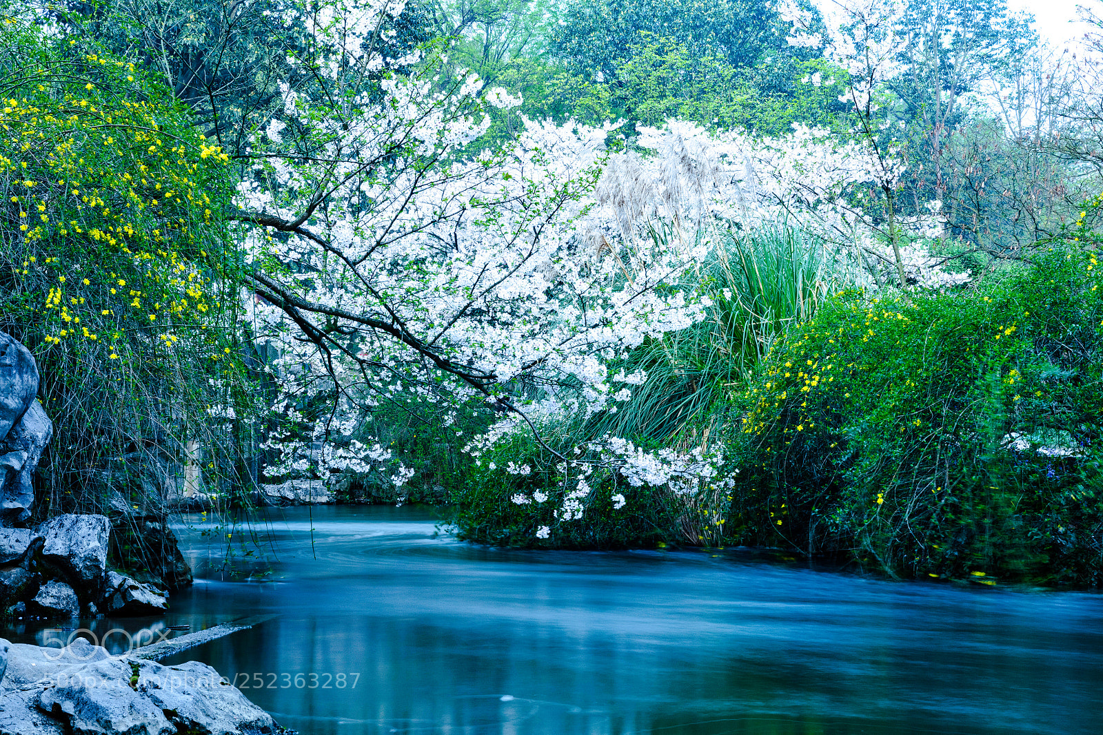 Canon EOS 5DS R sample photo. Sakura hangzhou china photography