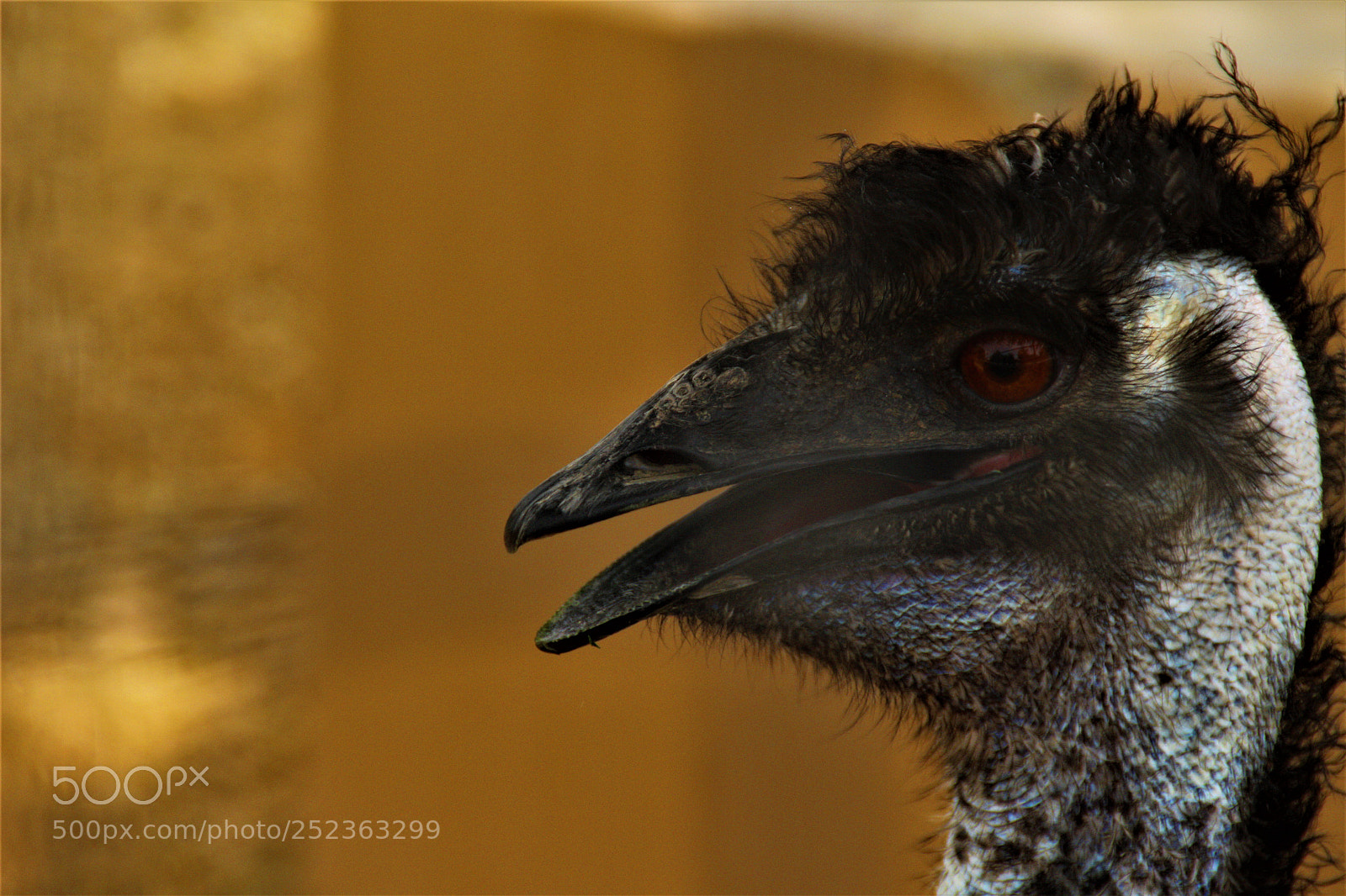 Canon EOS 700D (EOS Rebel T5i / EOS Kiss X7i) sample photo. Emu photography