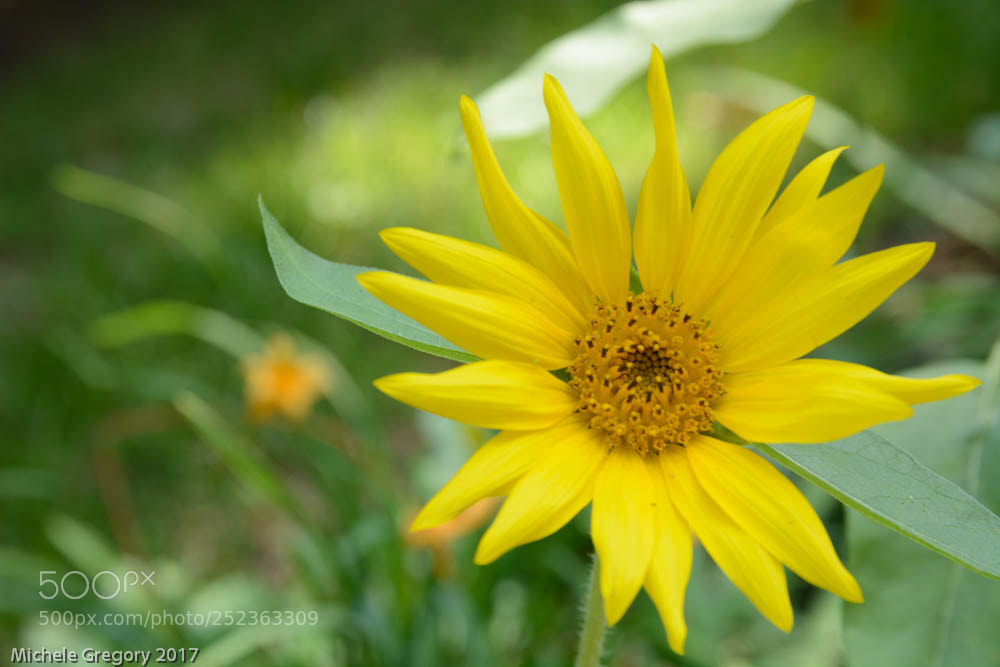 Nikon D7100 sample photo. Untitled photography