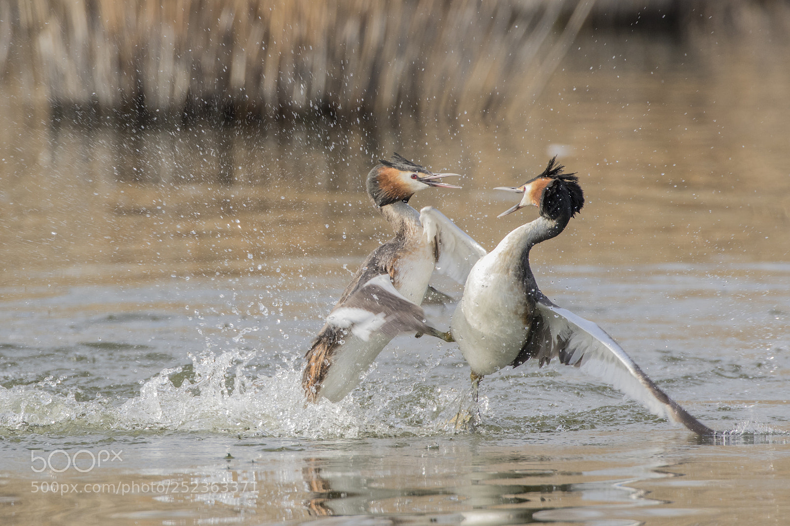 Canon EOS 7D Mark II sample photo. Grebe battle photography