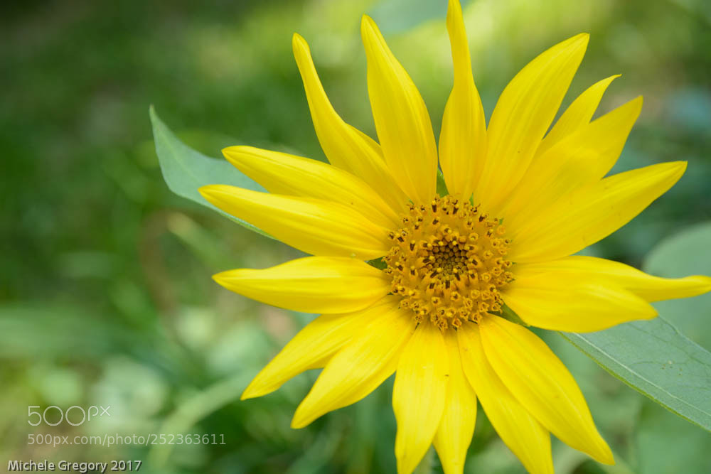 Nikon D7100 sample photo. Untitled photography