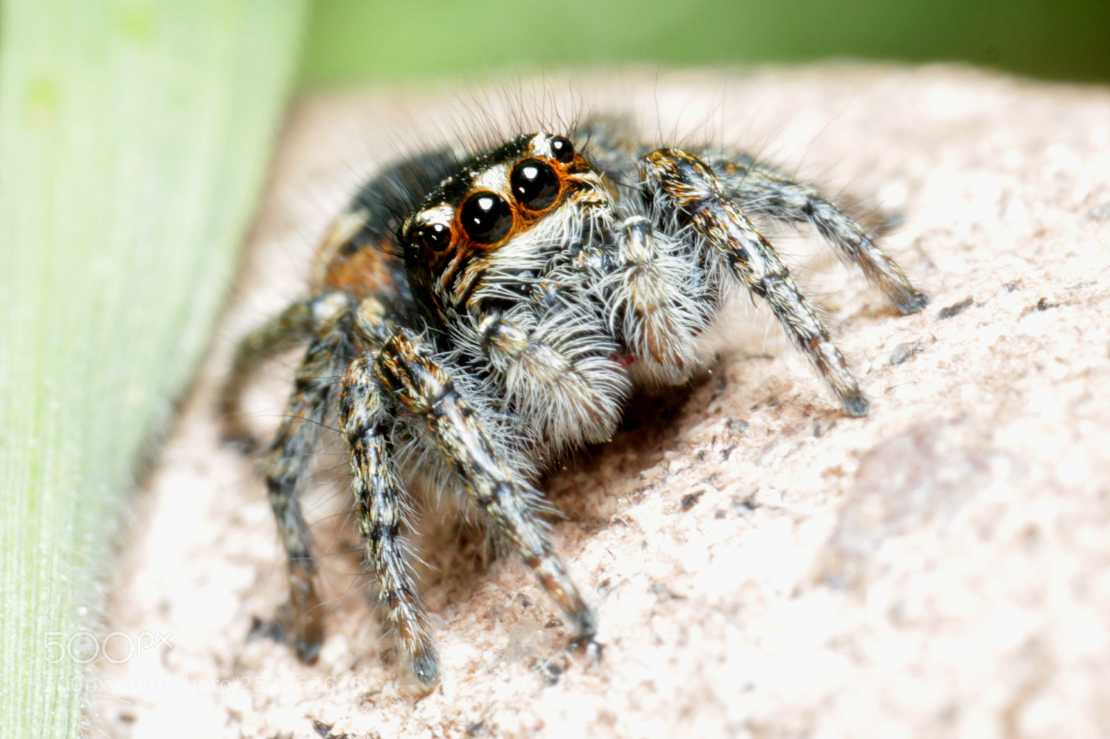 Canon EOS 600D (Rebel EOS T3i / EOS Kiss X5) sample photo. Spider photography