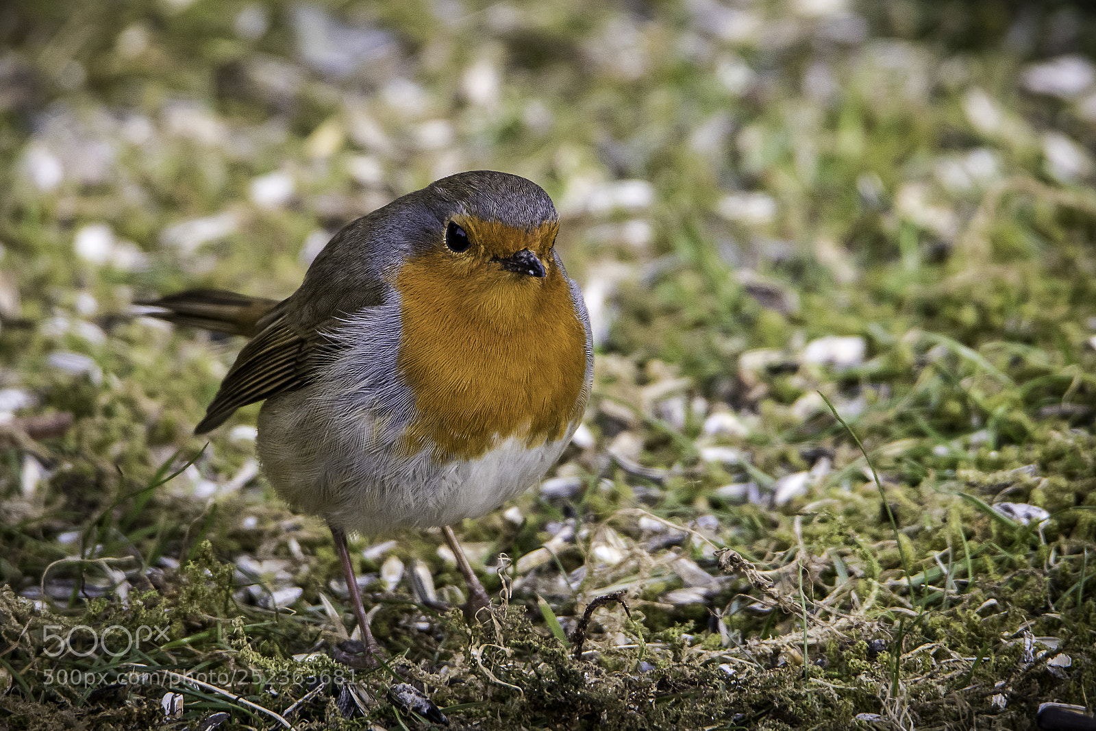 Canon EOS 77D (EOS 9000D / EOS 770D) sample photo. My little pet photography