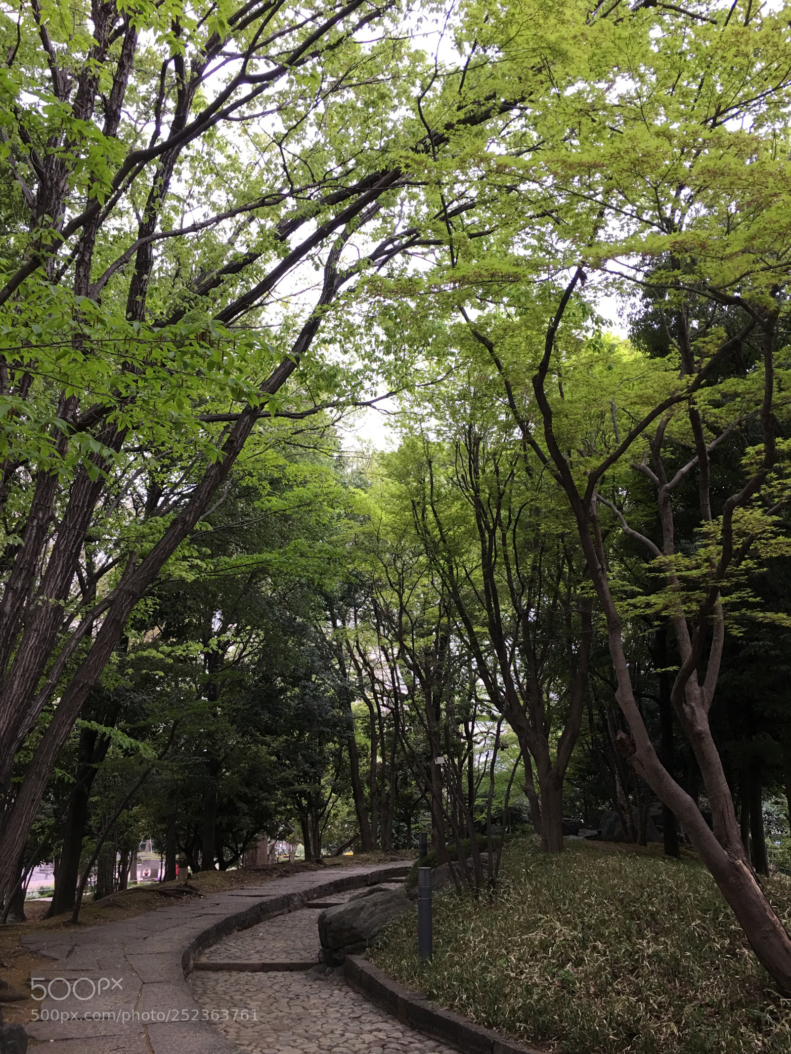 Apple iPhone 6s Plus sample photo. Spring2018 park tree photography