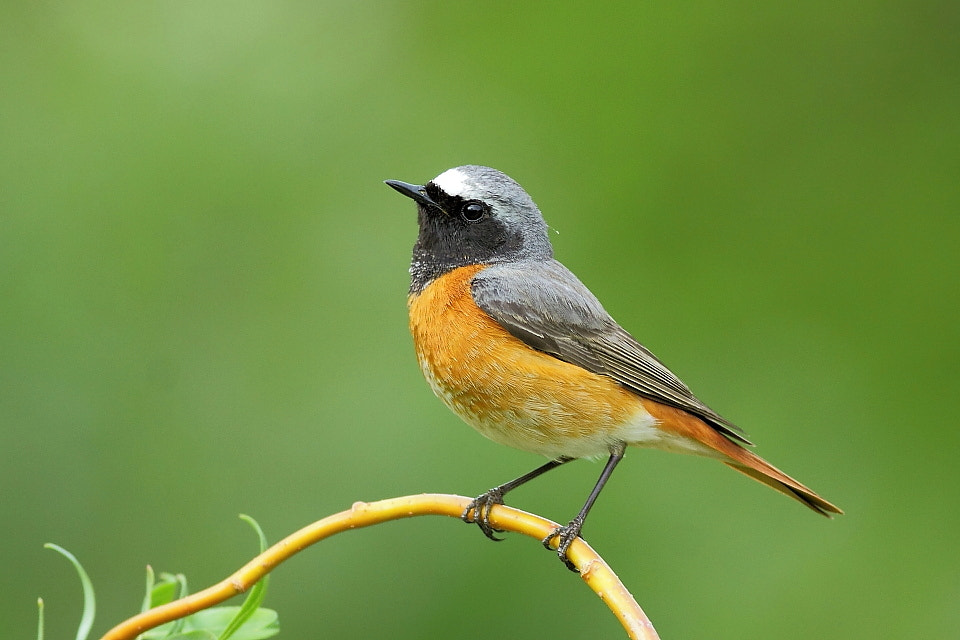 Canon EF 400mm F5.6L USM sample photo. Redstart on the willow photography