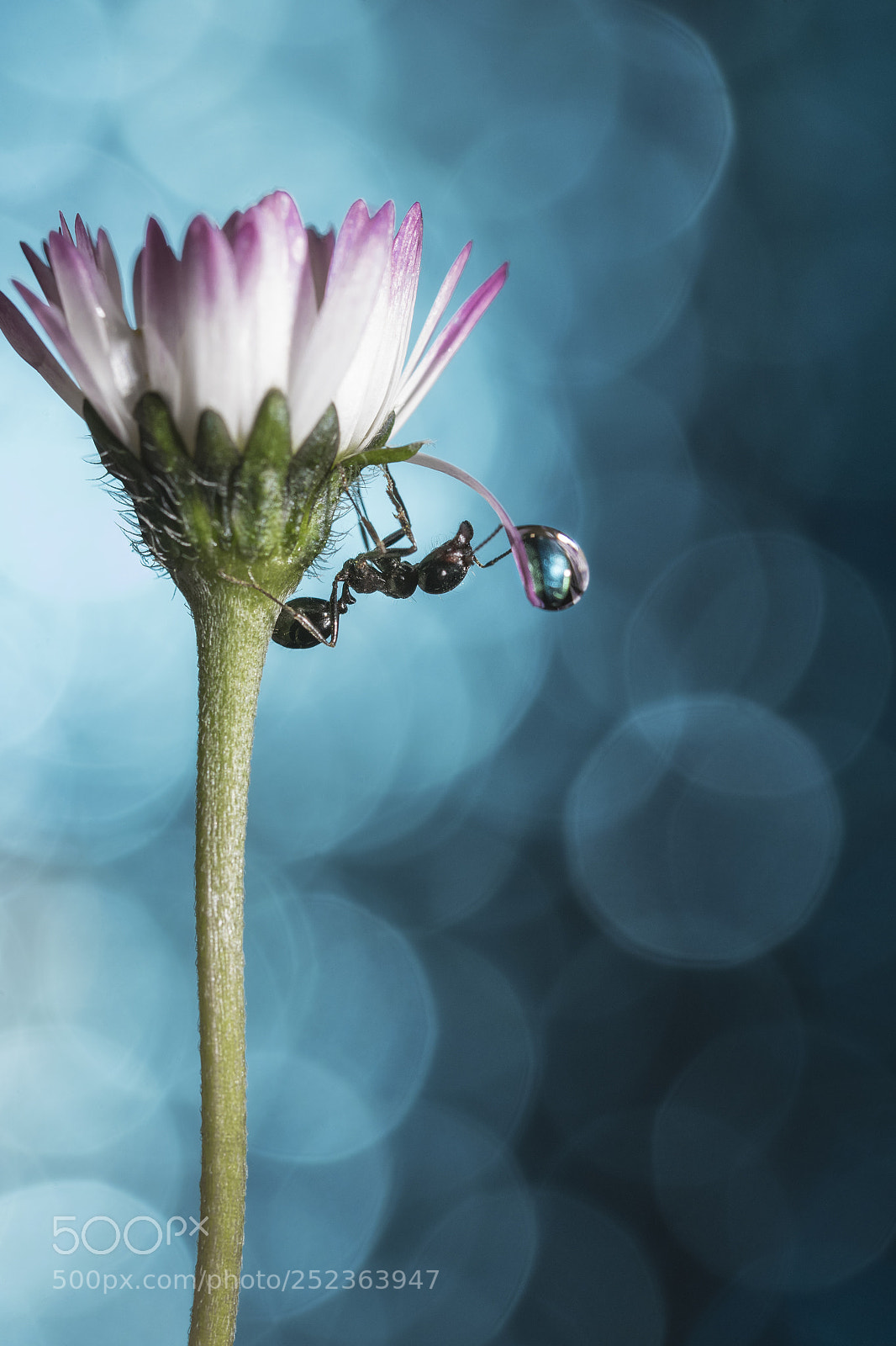 Nikon D7200 sample photo. Ant la formica photography
